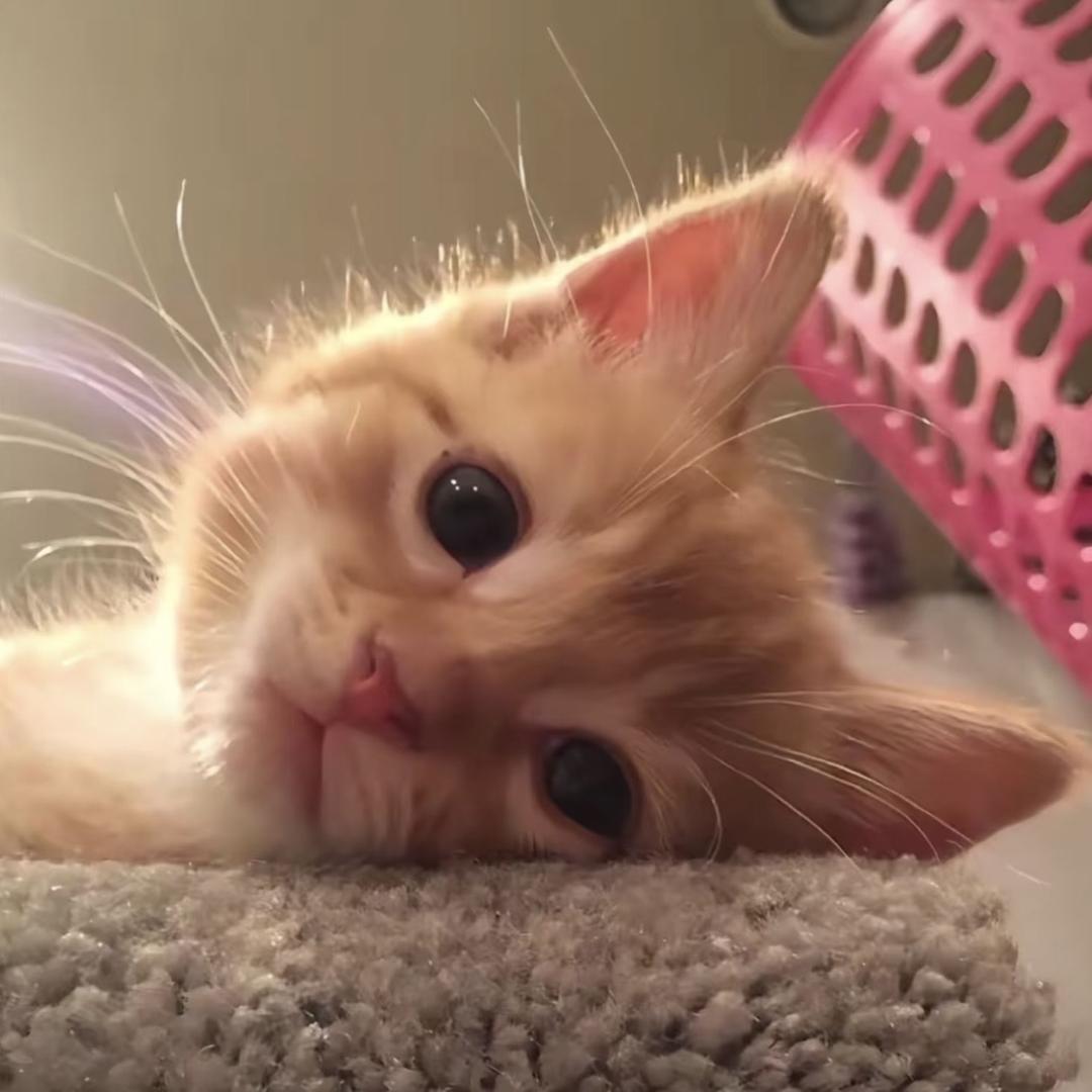 猪是的念来过倒