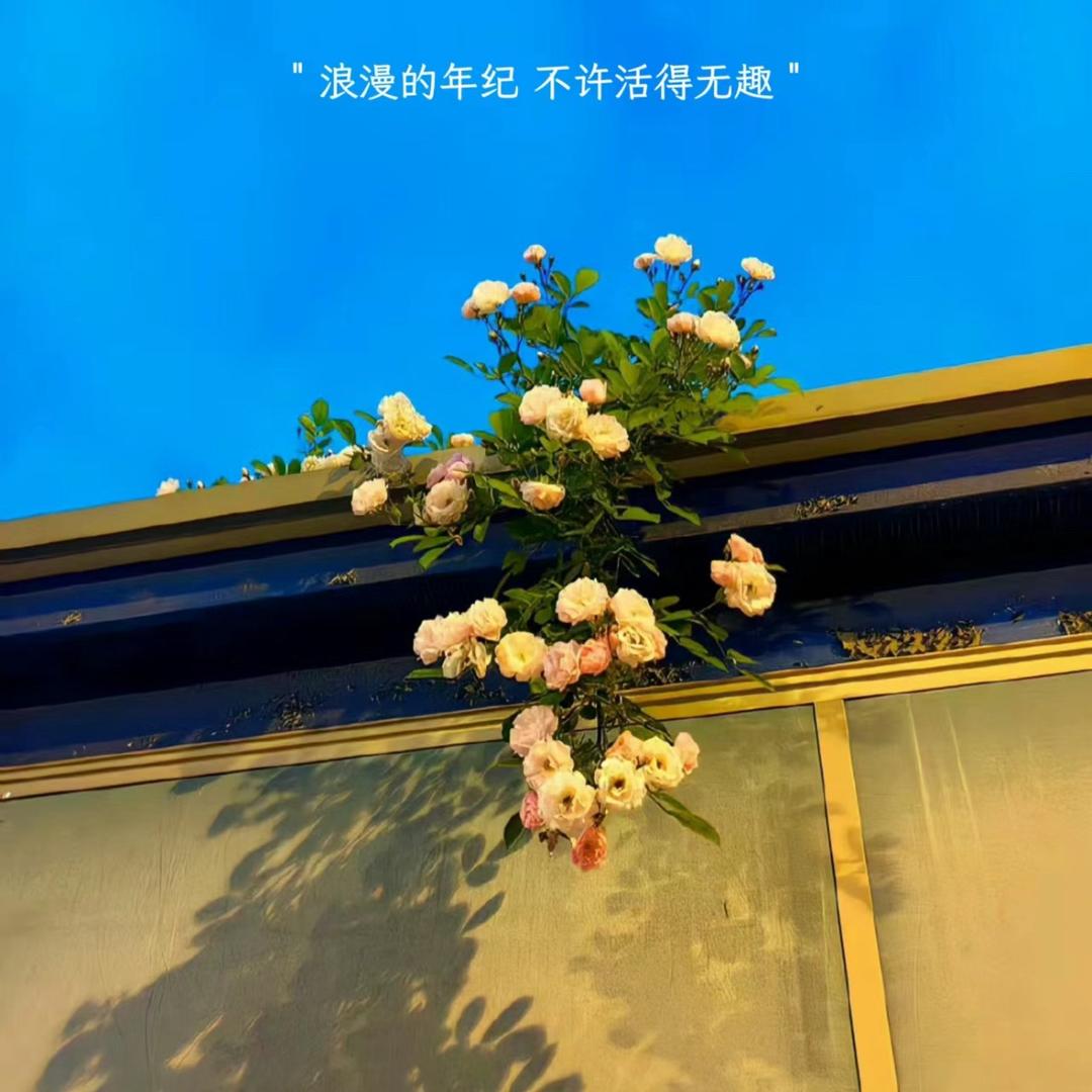 悦倾