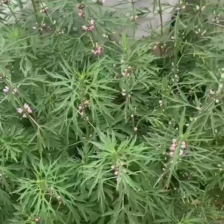 秋天的缘分