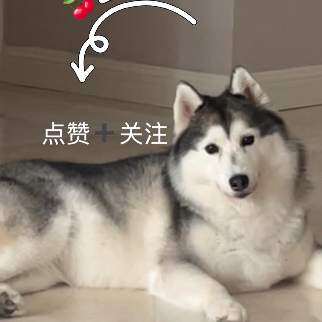 哈士奇妹妹樱桃🍒