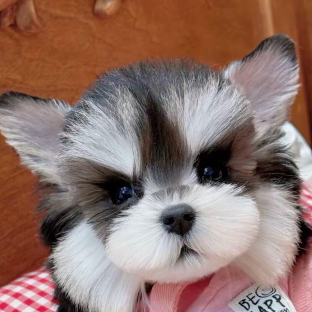 呜嗷嚎~雪纳瑞萌宠