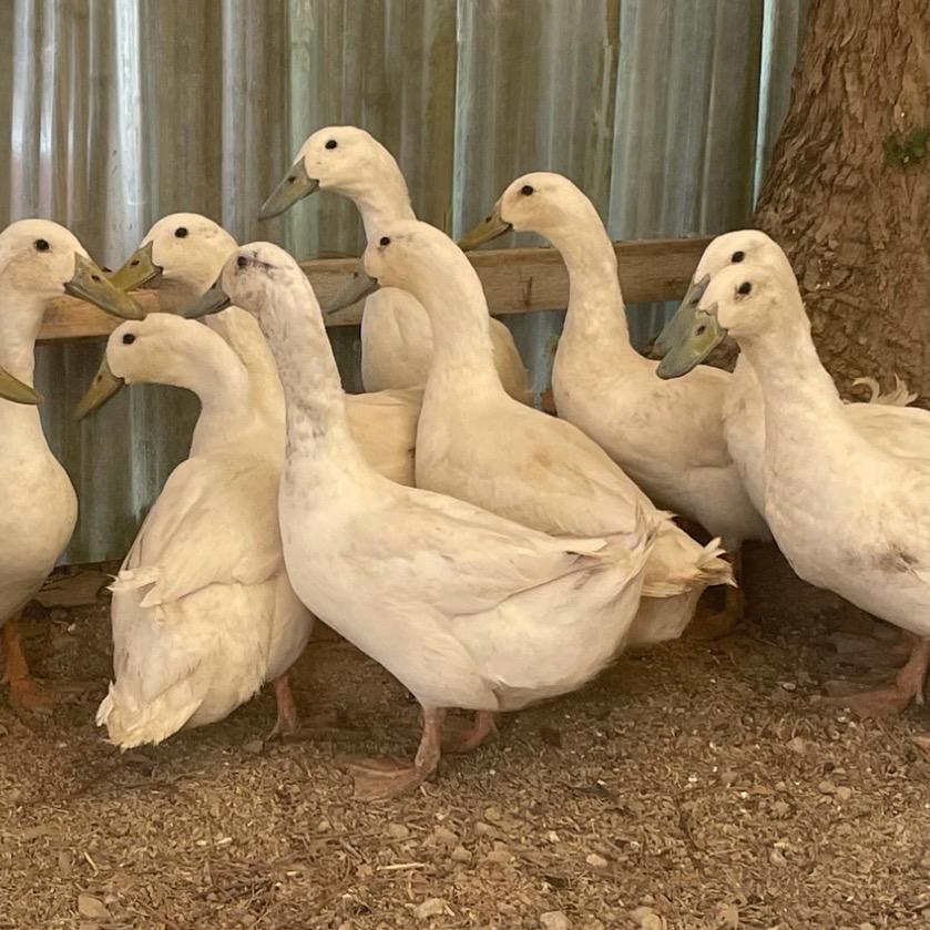 哈哈旷野农场生鲜土鸡土鸭