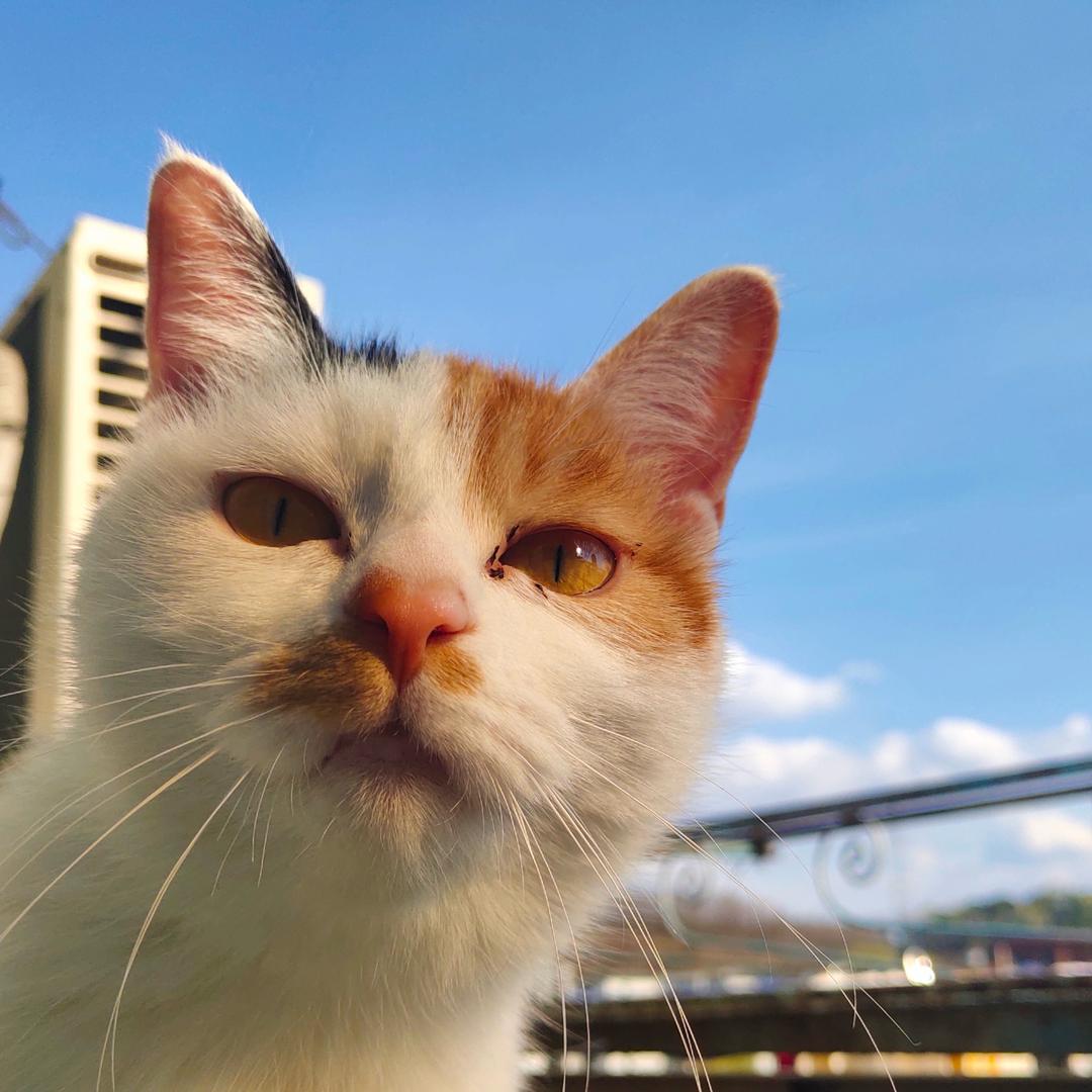 小老高