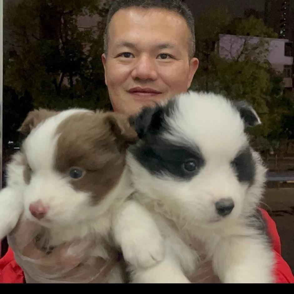 南昌云哥萌俏欢狗狗犬舍猫咪猫舍宠物基地