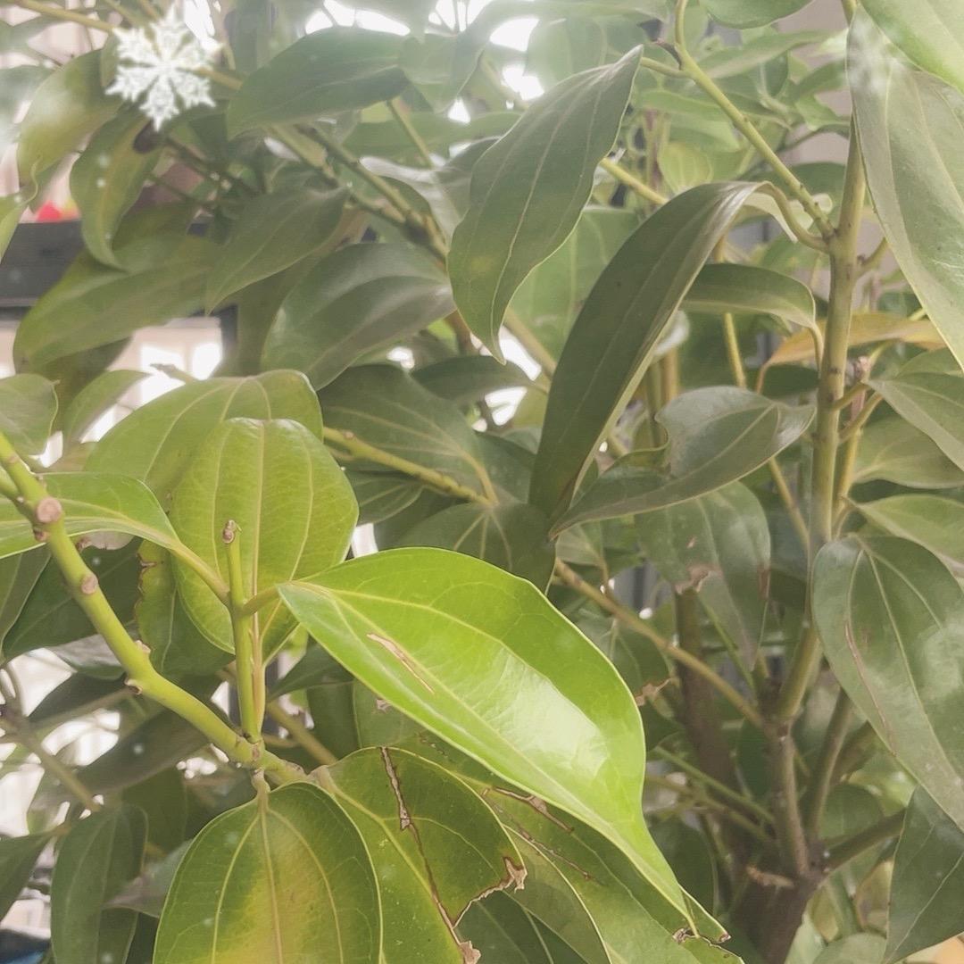 心动，不定时直播