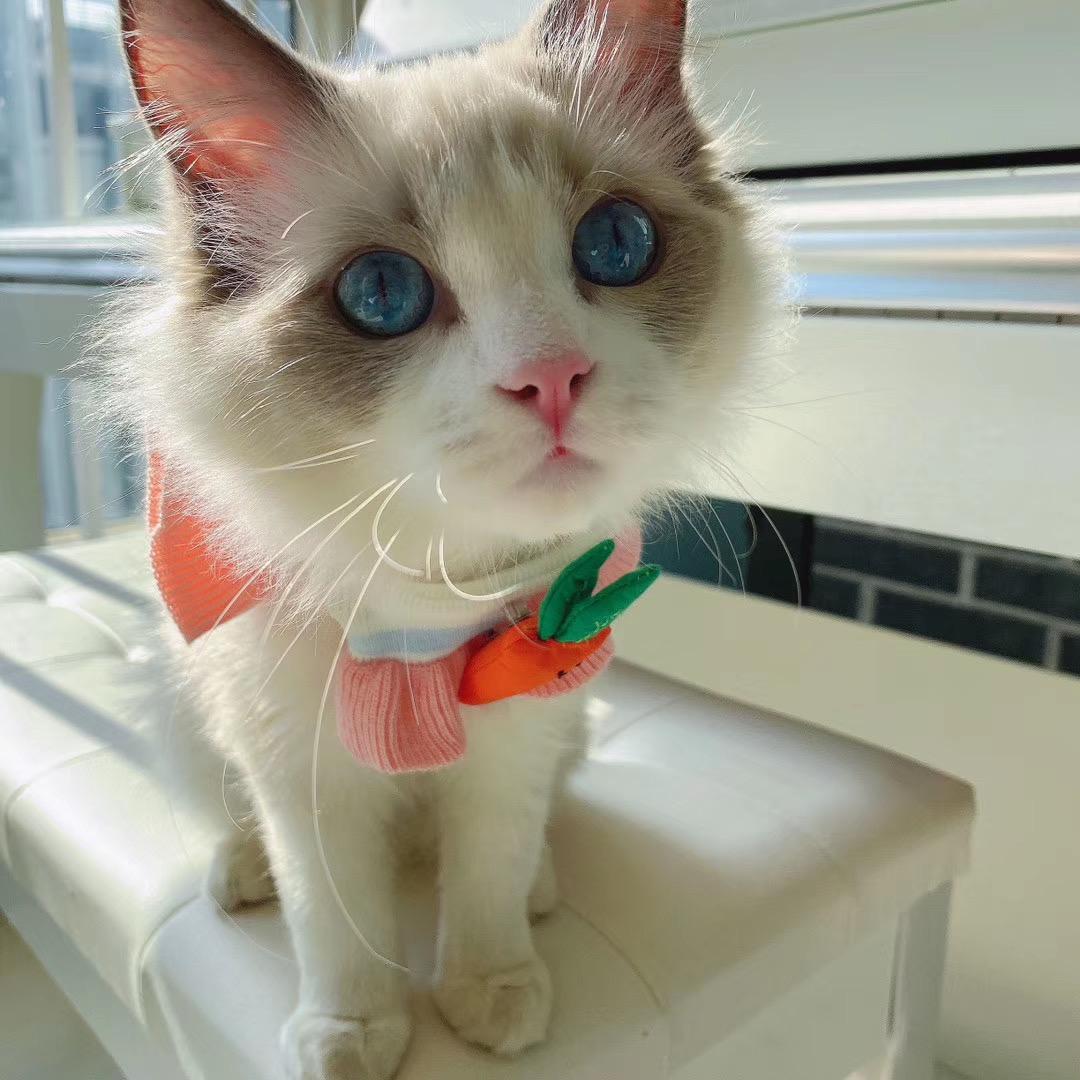 小熊糖宝贾圆圆