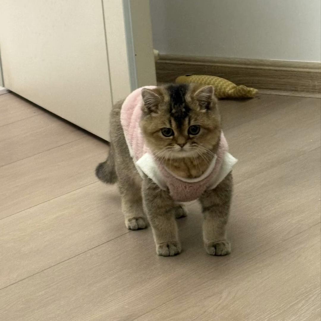 一只小猫瑶罐桃