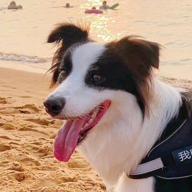 边牧乌妮