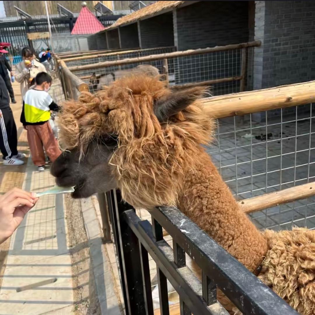 一秒乐成狗