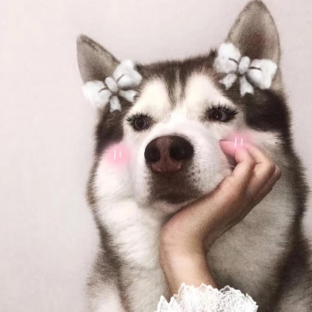 崴脚小狗👀