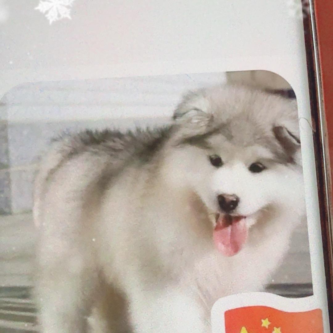 萌宠犬舍5