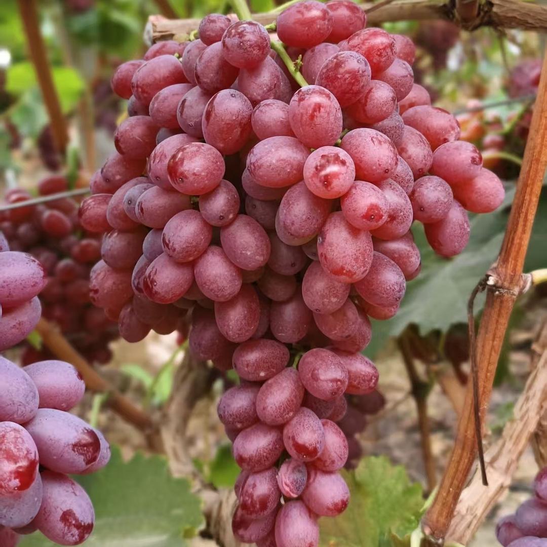 青禾四季果业（克伦生红提）