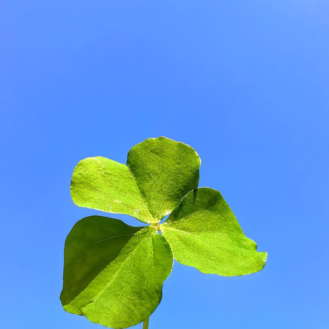 就我不吃榴莲嘛？