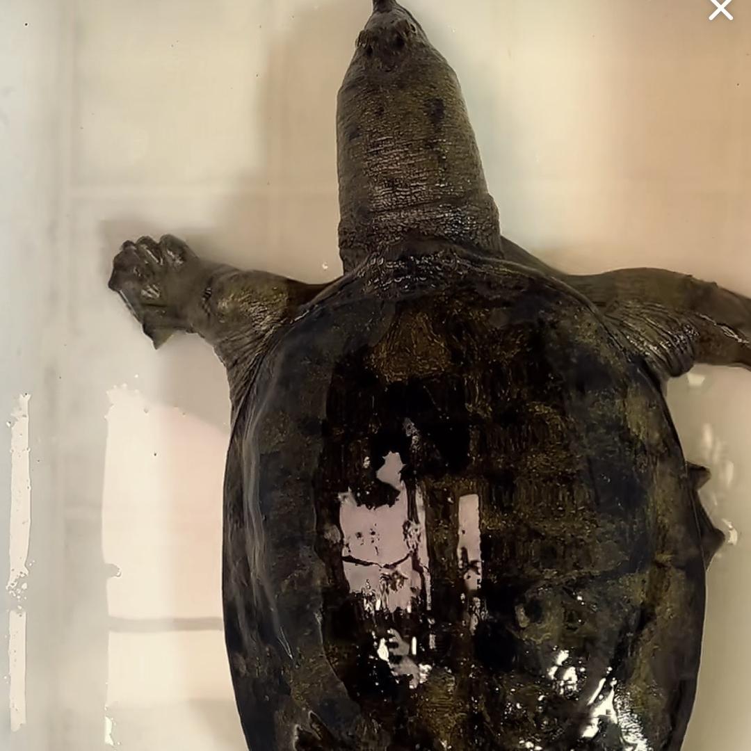 乡野小王水产批发