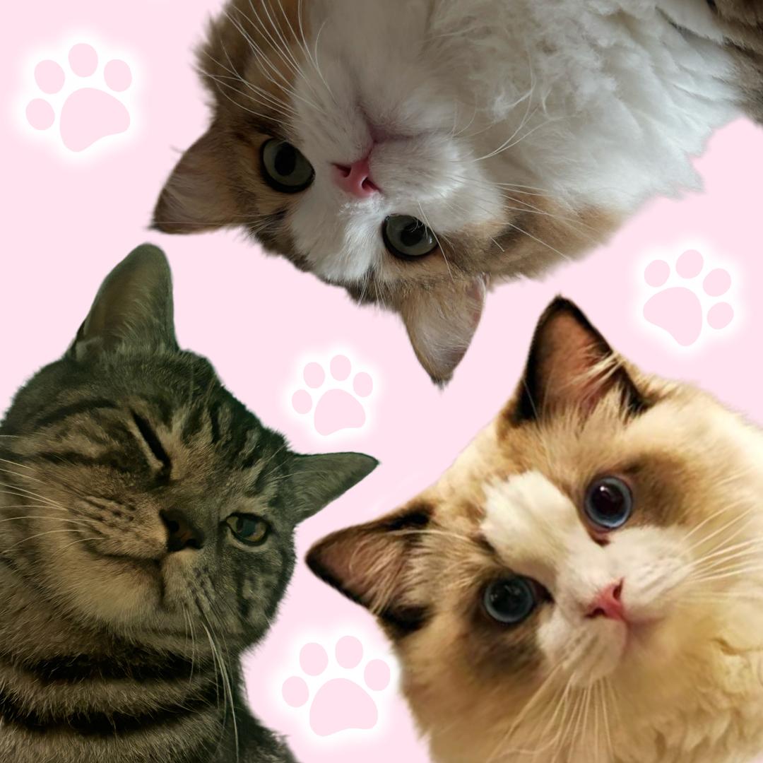 三喵（三角洲行动）