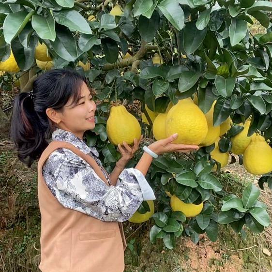 潇潇粤容县沙田柚