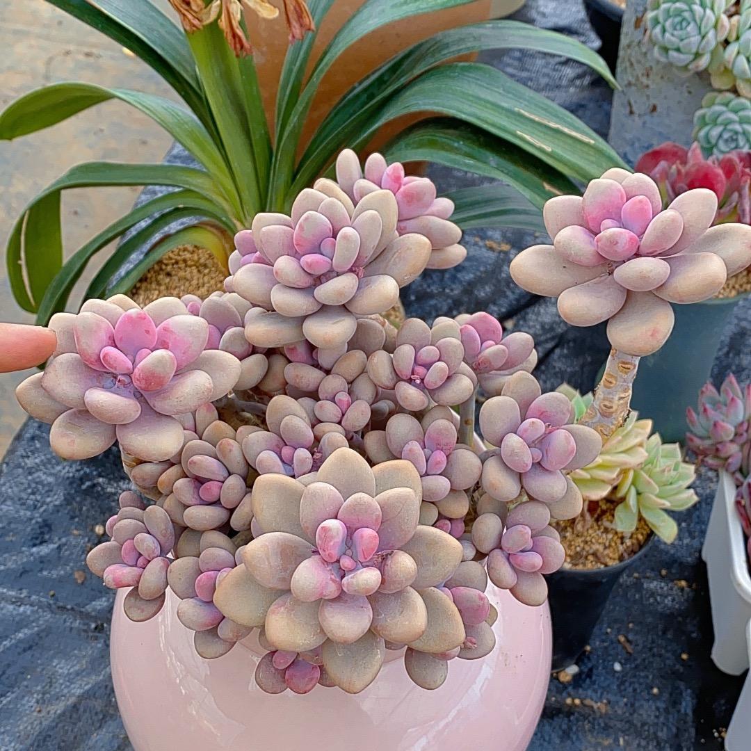 萌物多肉（承接多肉造景）