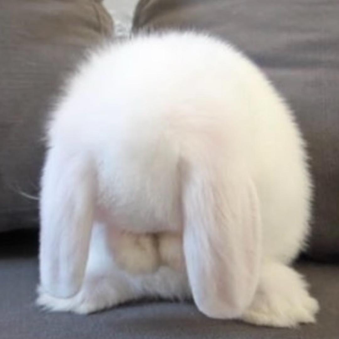 贴贴