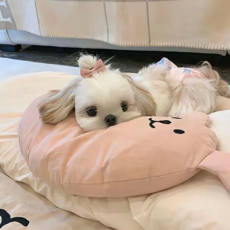 龙虾.