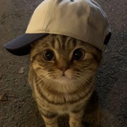 肘肘