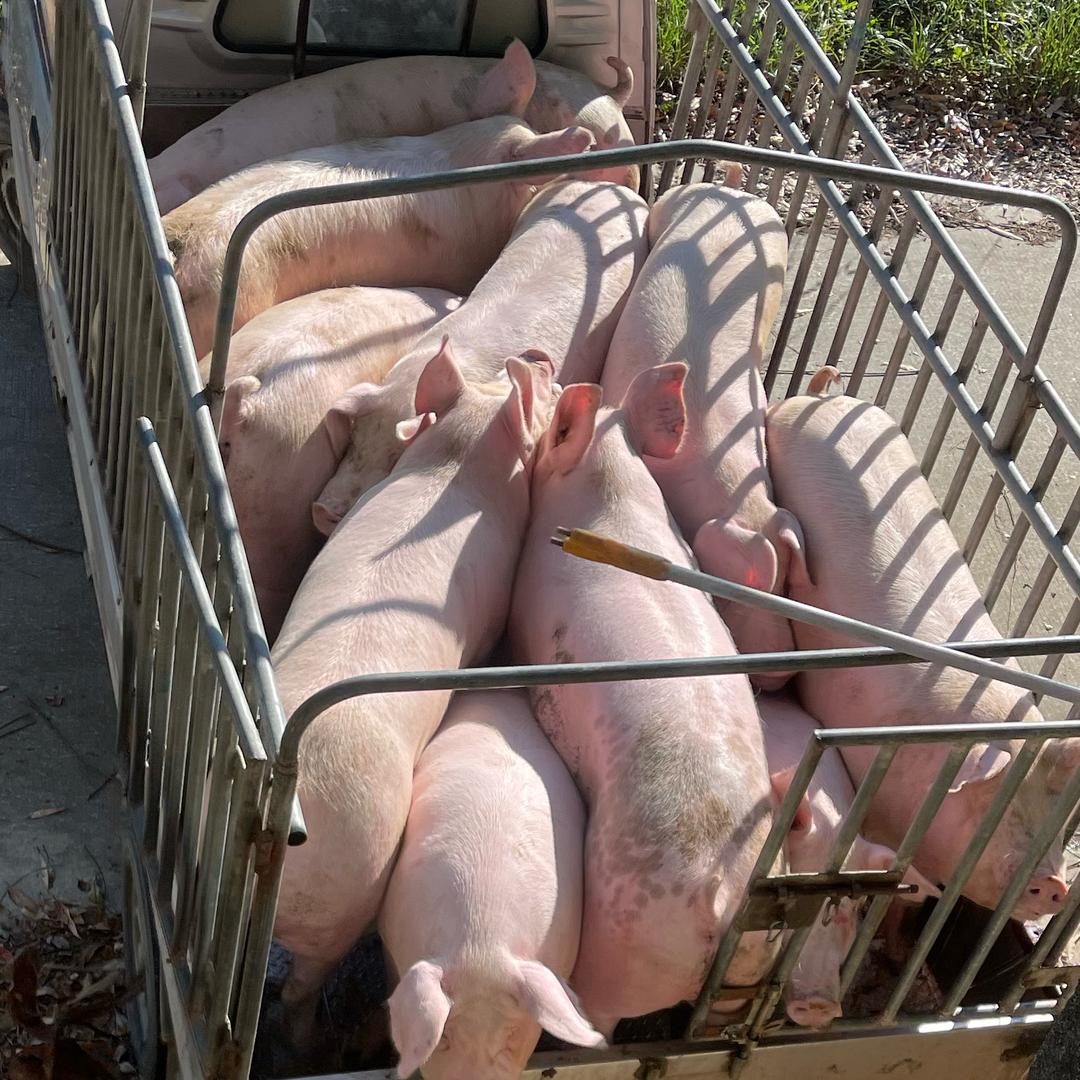 90后养猪~自繁自养