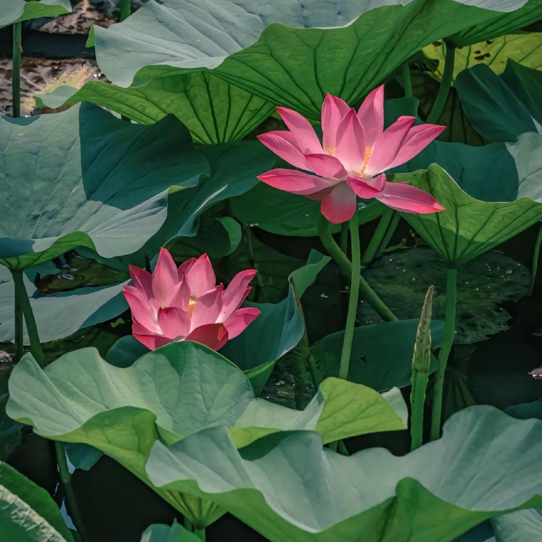 好想铲你两耳吧