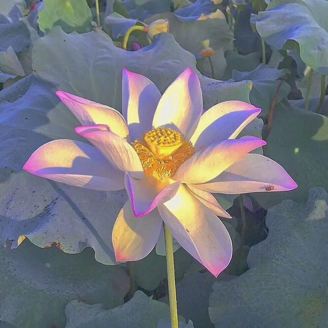 霞辉