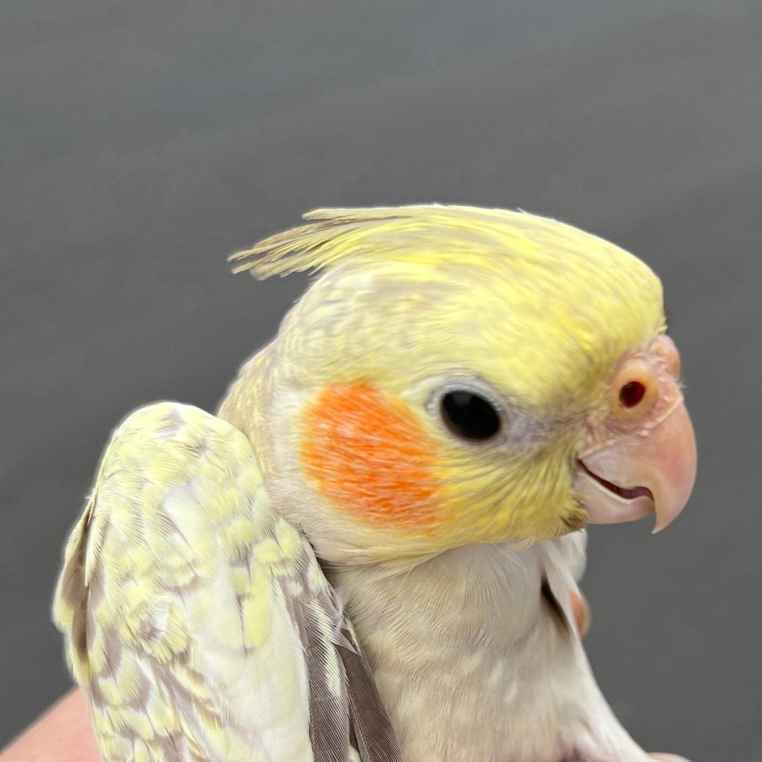 小黄叽特摄模玩