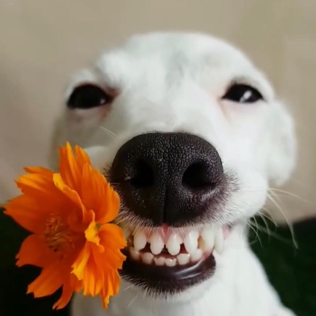 迪迪-