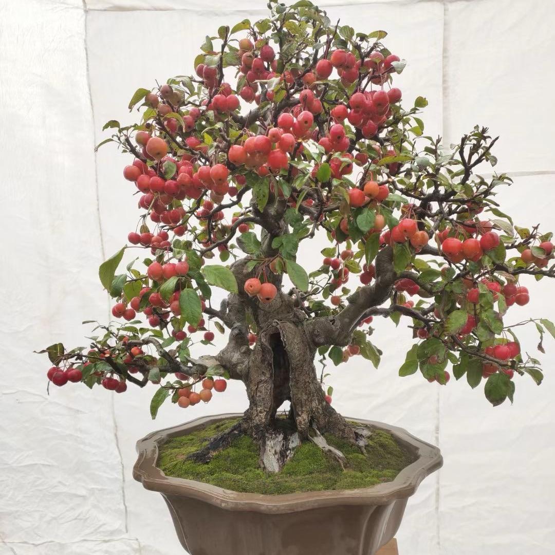 槿致思果树苗木专卖店