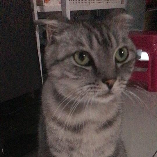 狗狗