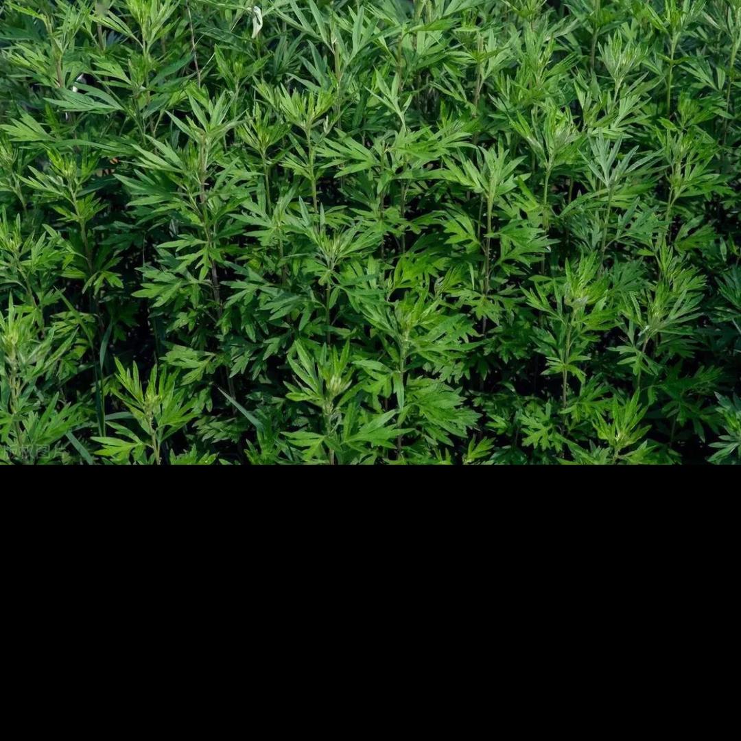 艾之灸工厂店
