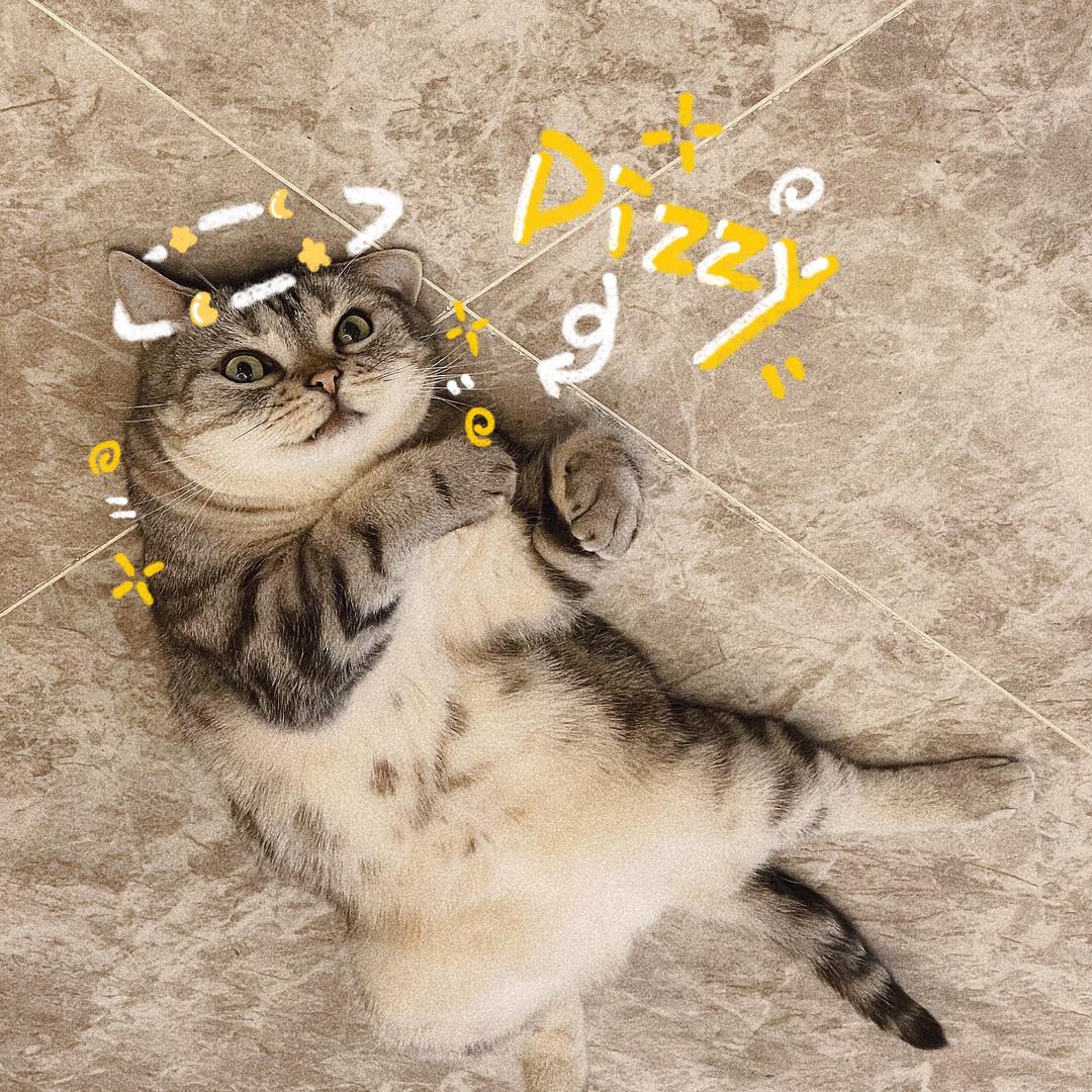 吱猫10岁了
