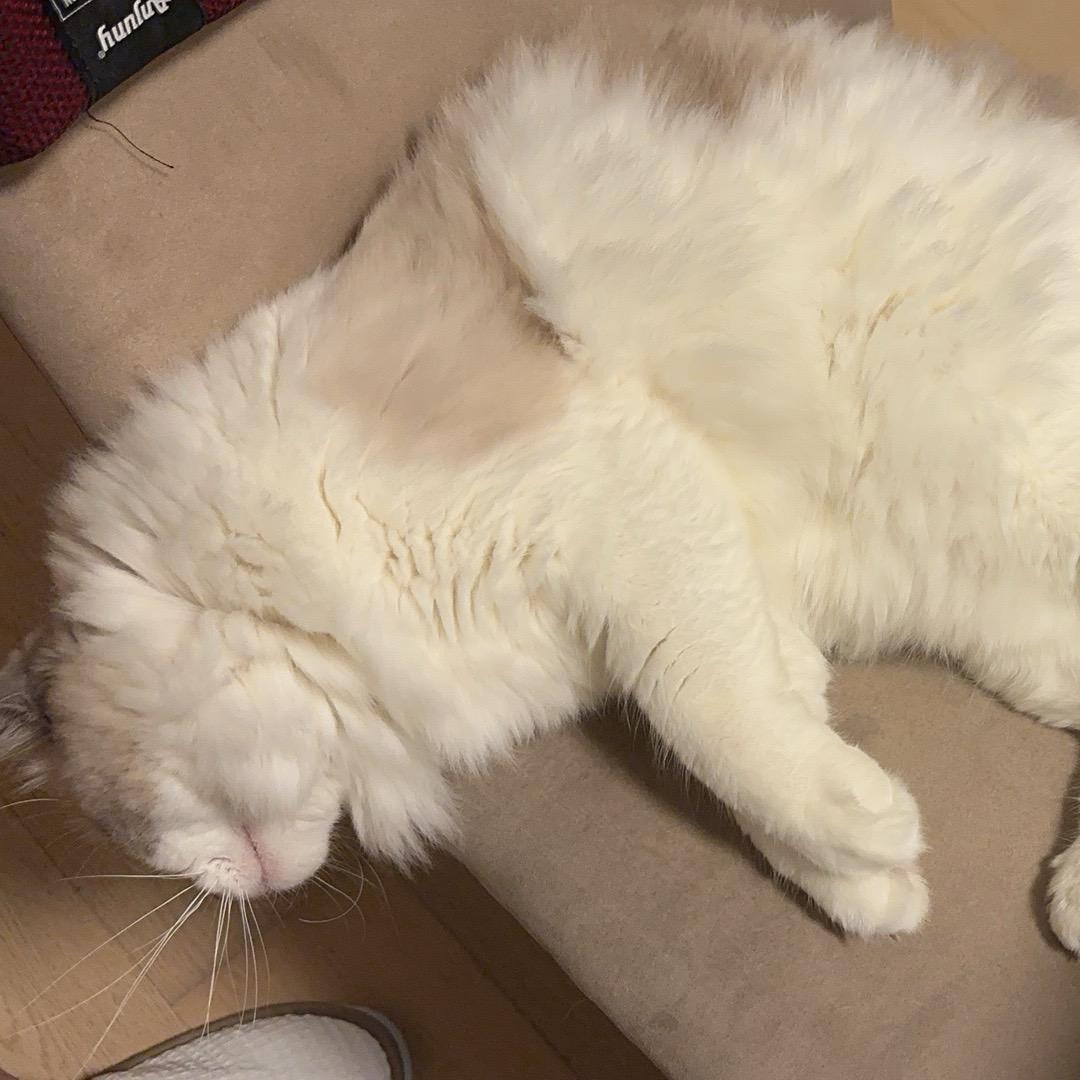 鱼鱼面