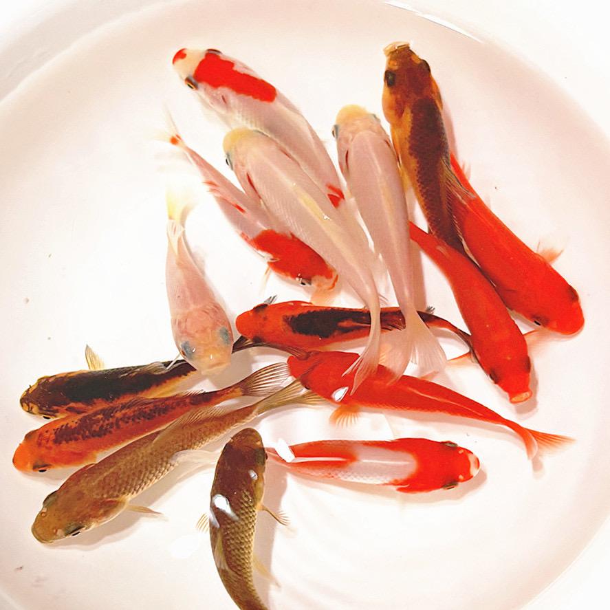 渔小趣水族馆1号