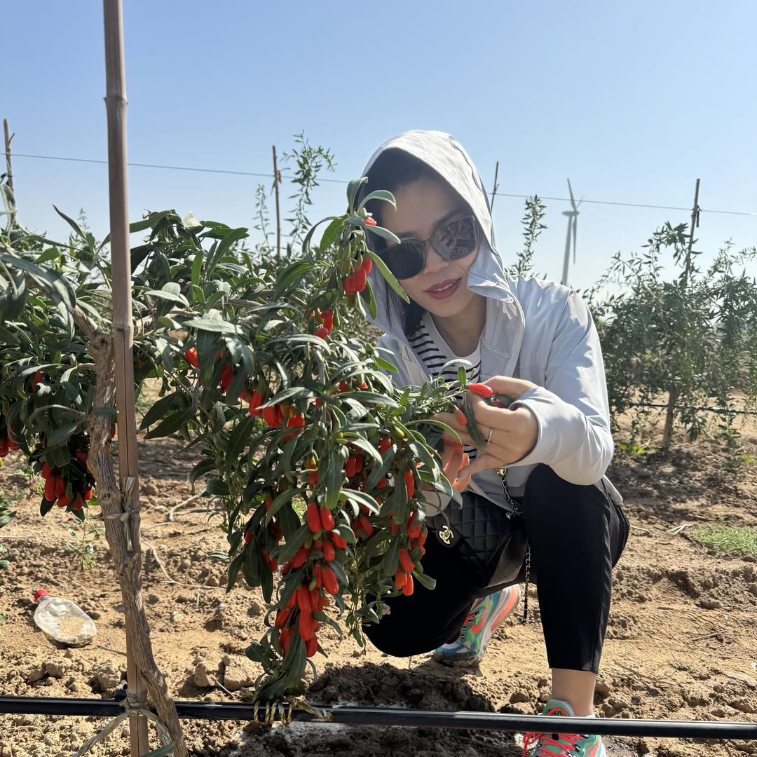 小莉姐姐有枸杞