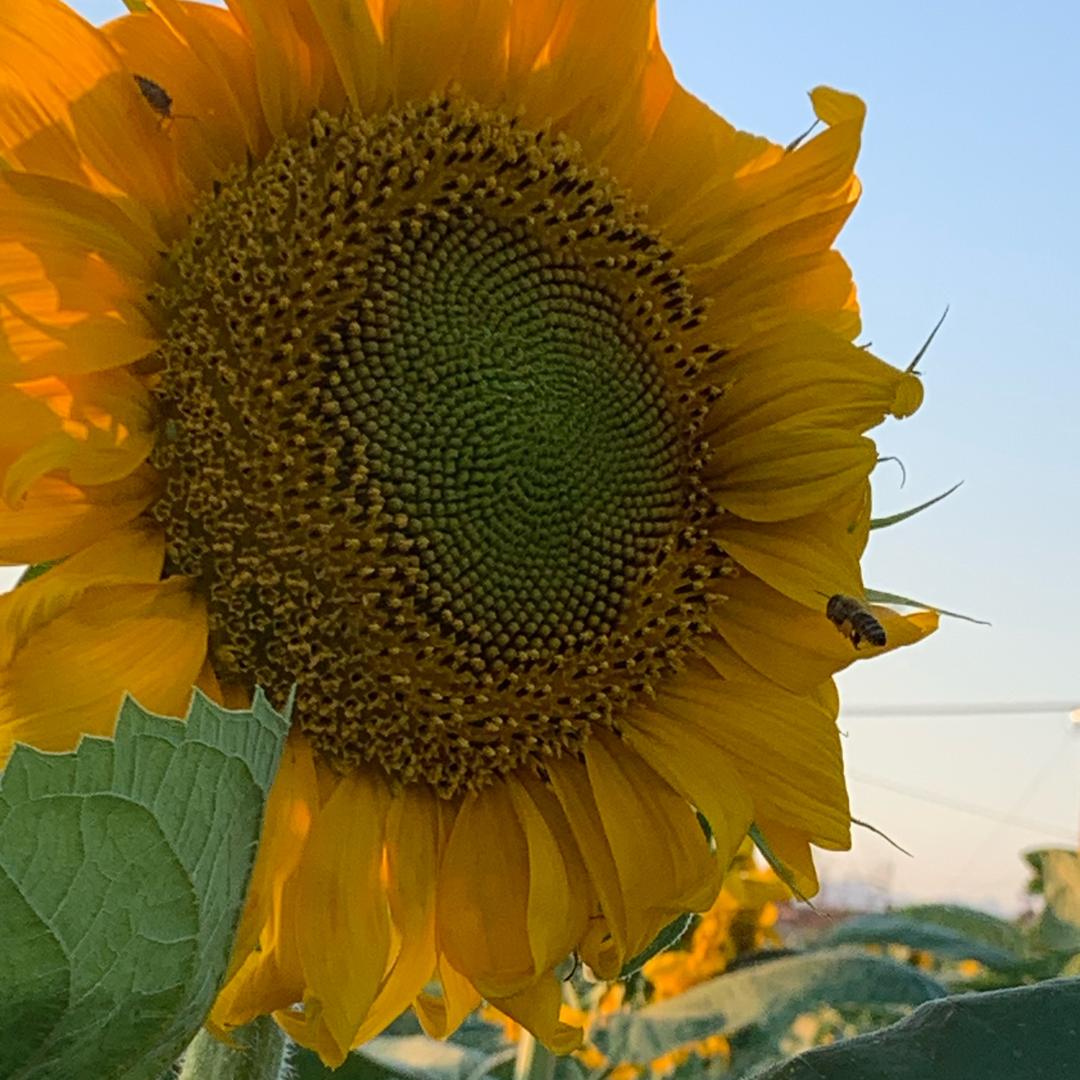 🌻🌻🌻w
