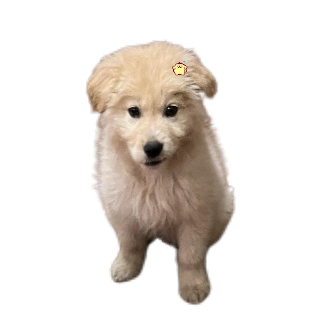 咕咕哒