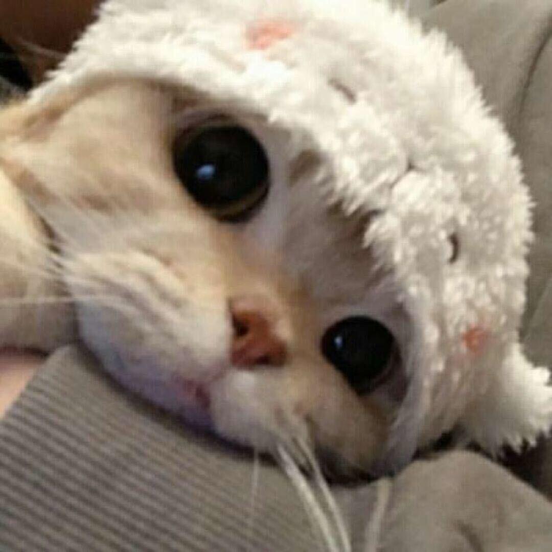 QAQ