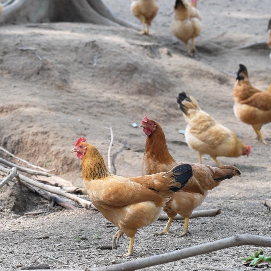 武汉哈哈旷野农场