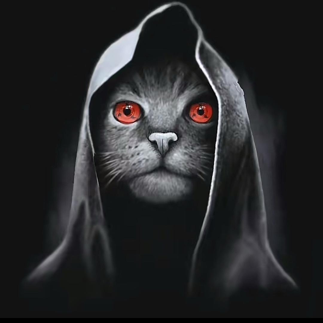 夜猫子🌚