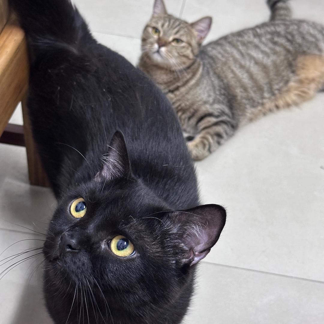 猫猫大侠