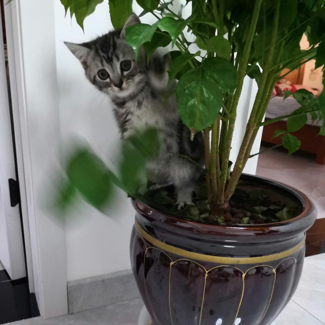 琳慧