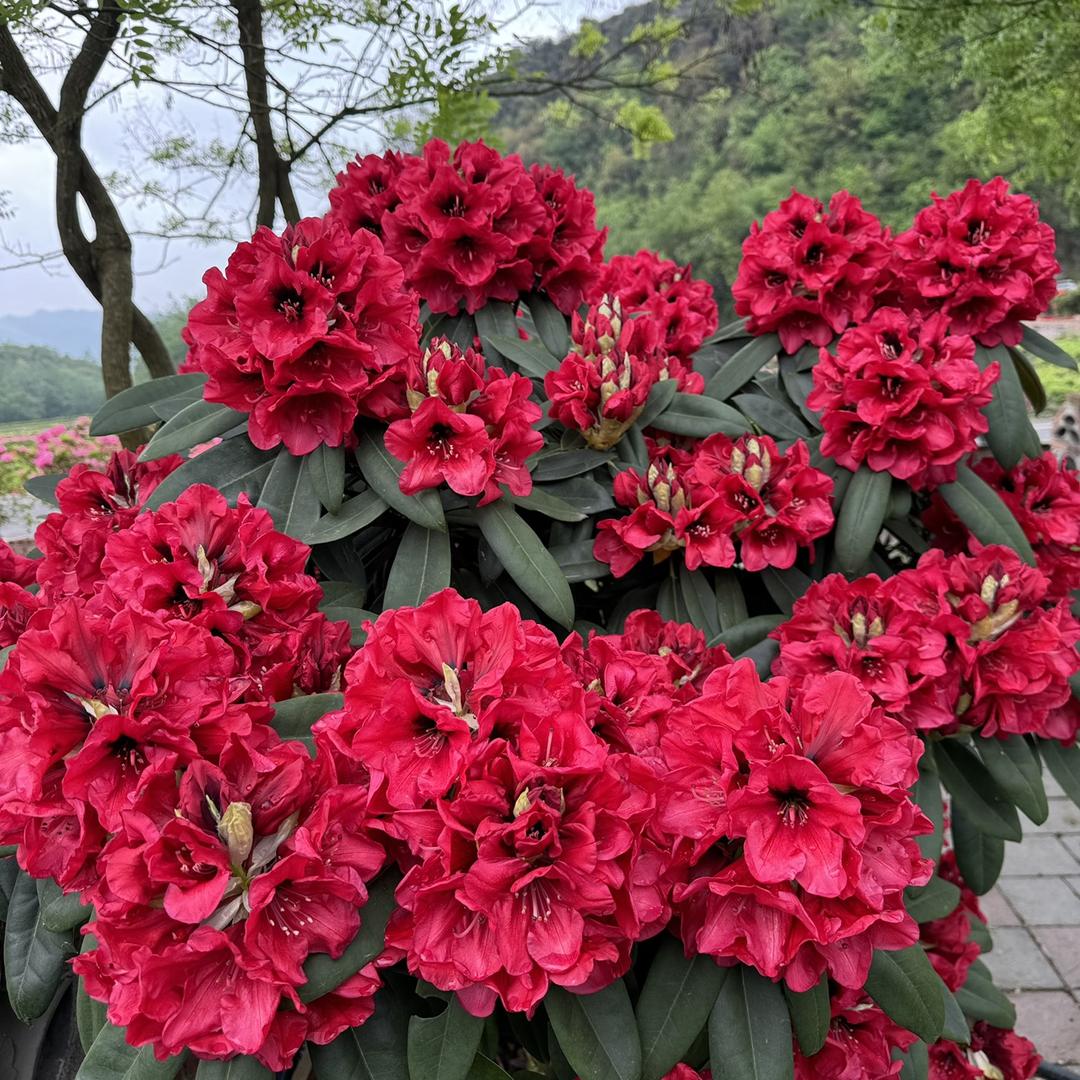 书与华高端花卉