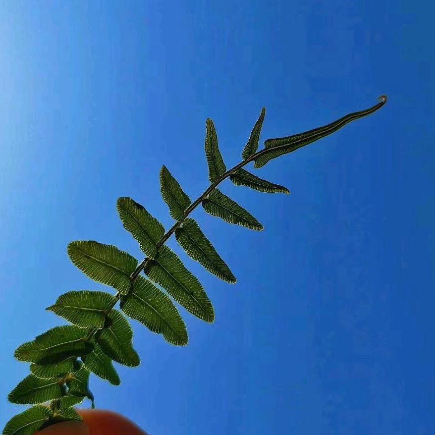 采蜜蜂的小蝴蝶