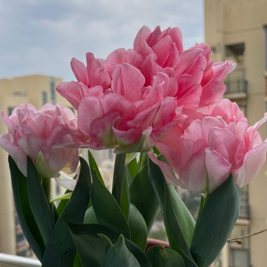 无忧花开