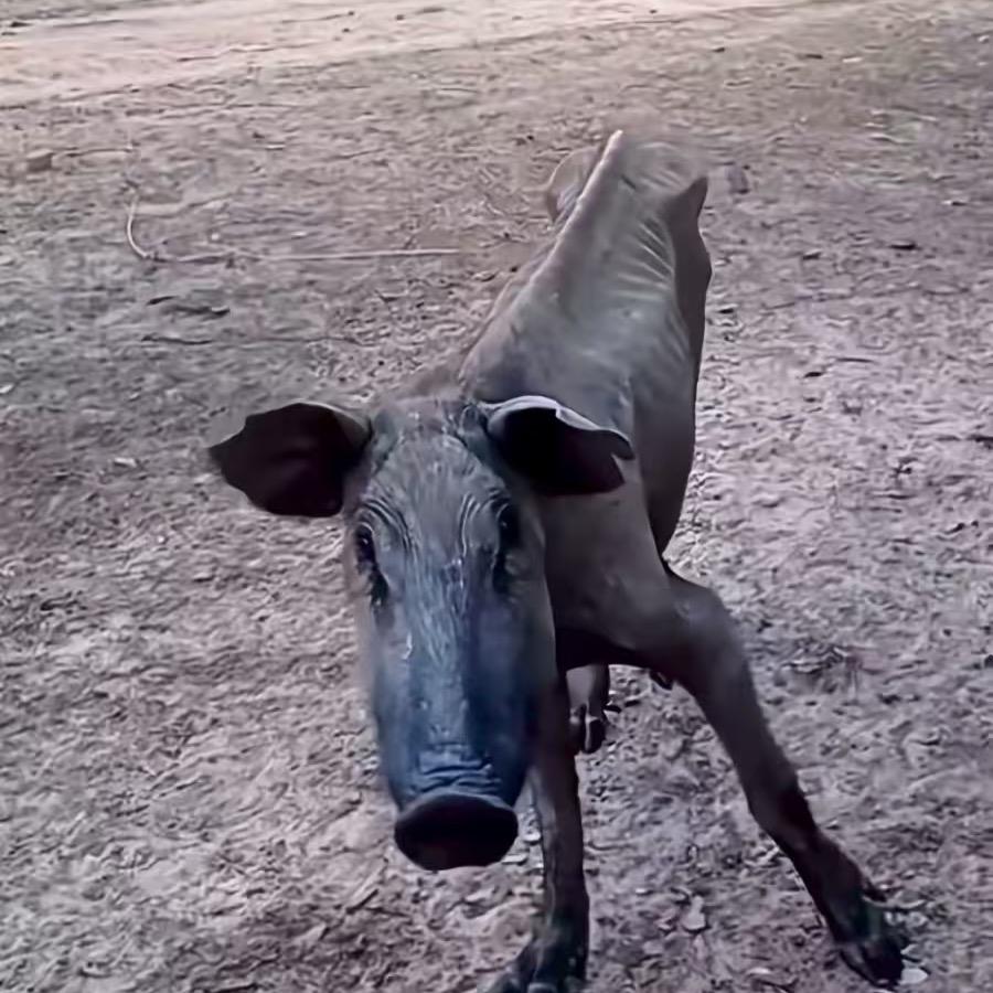 安於
