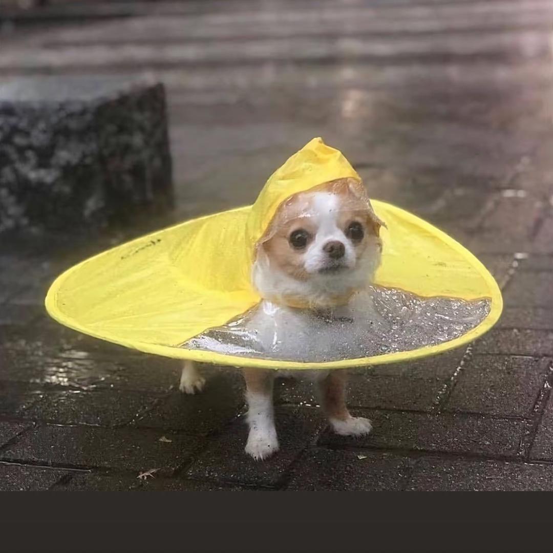 雏月加代