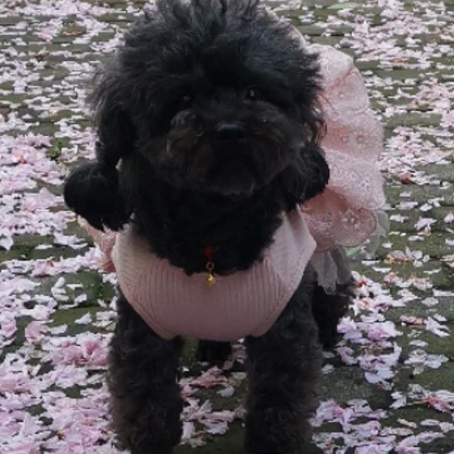 玛奇朵Ma chi a t to