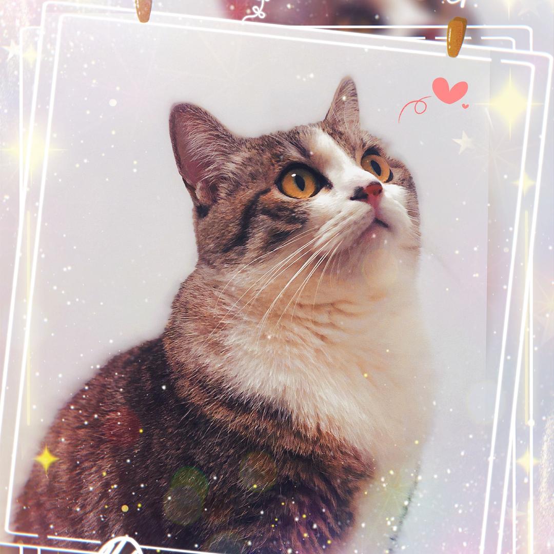 幕殇